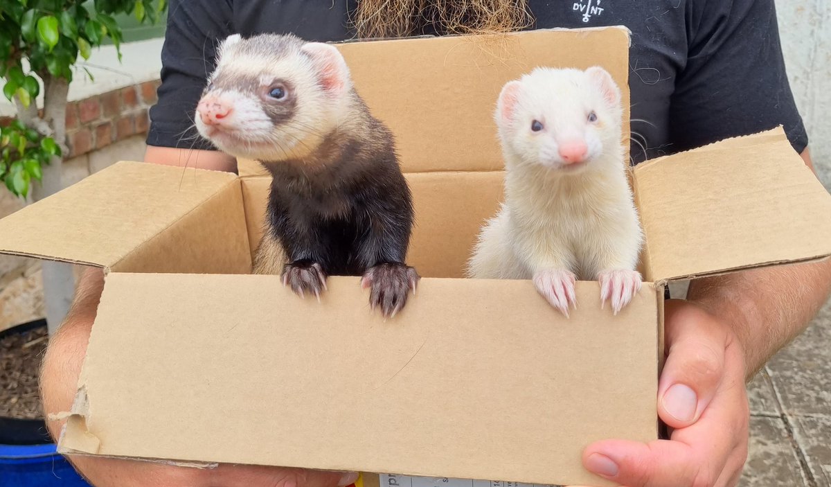 Dr Chloe Thompson-Peach tweet media