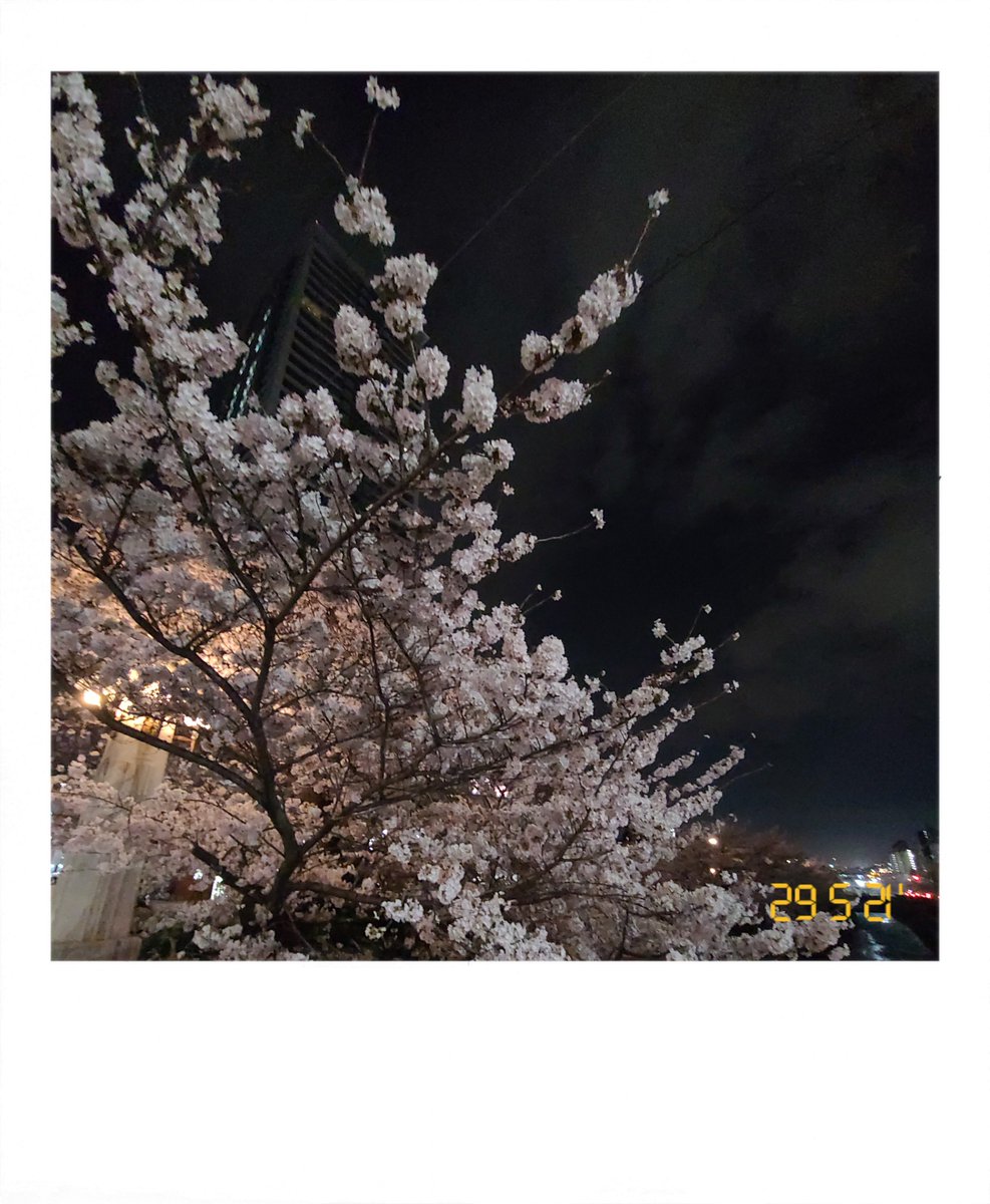 夜桜がいい塩梅だった 