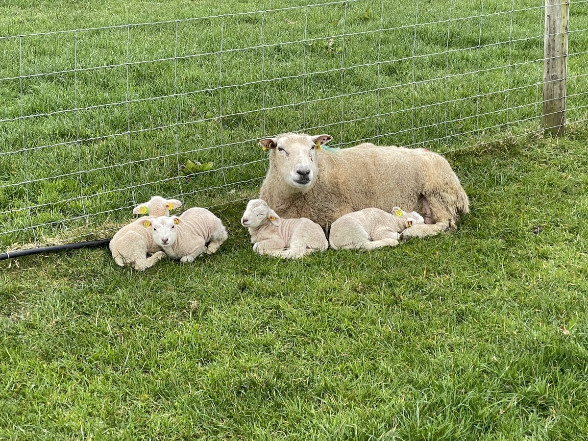 ABelclares's tweet photo. Lamb number 18, 19, 20 &amp; 21 for this 2015 born ewe. #sheep https://t.co/3ayPOopvqw
