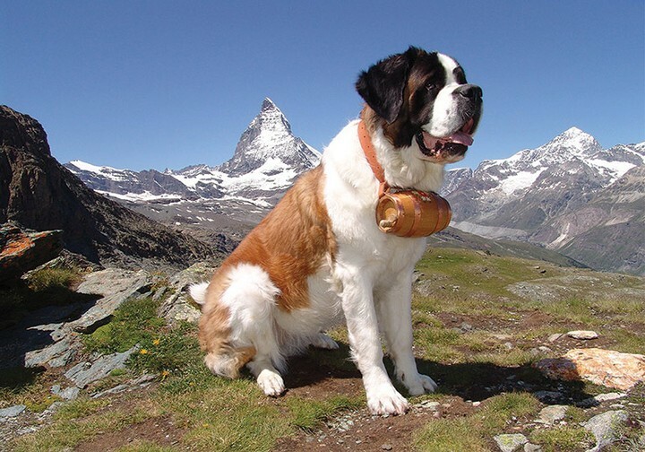 debbie_grice's tweet photo. I have too many dogs, said no one ever
#dogs #dogsofinstagram #doglover #saintbernard #cutedogs #instadog #instapet #DogNeedsBest https://t.co/CH3RjsC4JX