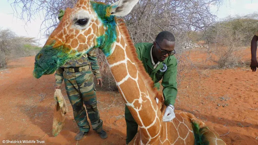 Sheldrick Wildlife Trust tweet media