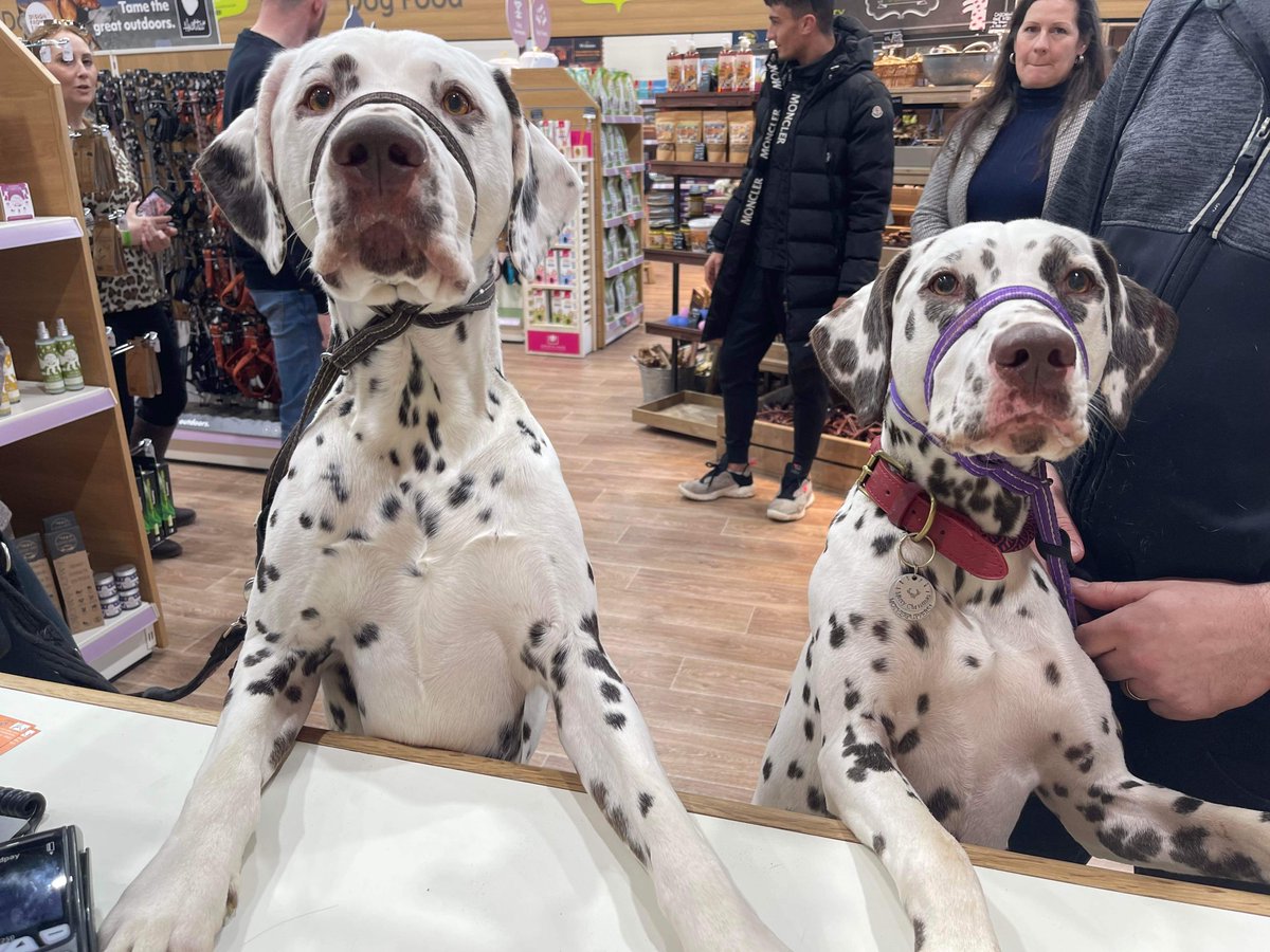 Great to see this duo in store 😍 #leamingtonspa #petfriendly#petshop #welovedogs #dogs #shopping #petstore #warwickshire