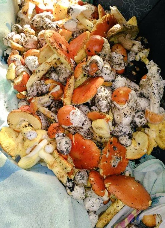 MannarinoIleana's tweet photo. Funghi #ovulo #porcino #fungo https://t.co/cesfCVPQBo