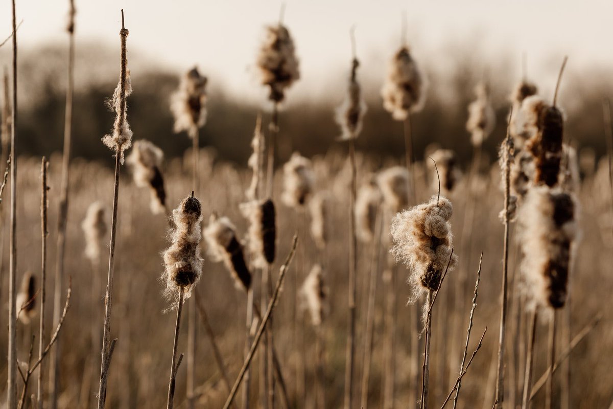 SarahkateMurph3's tweet photo. I’ve an awful gra for the way bulrushes dance in the wind and the sound they make when they do. It brings me all kinds of calm #nature #photography #NaturePhotography #ireland #gearagh #cork #macroom #irishnature https://t.co/zBxvgy5Aaf