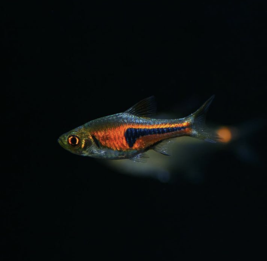 PFKmagazine's tweet photo. Spectacular shot of a Copper Harlequin Rasbora taken by @alexb_aquatics

#practicalfishkeeping #pfk #fishkeeping #rasbora #harlequin #photography https://t.co/zczxdvPaXG