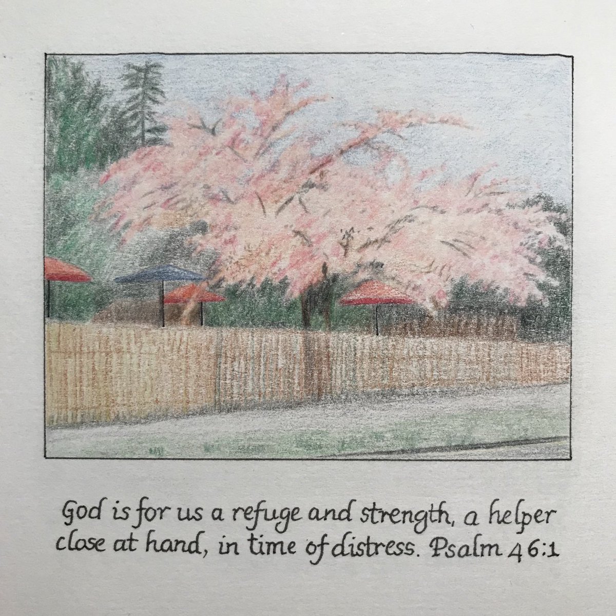 judithmbuchanan's tweet photo. A wet grey day, so I didn't walk much but I did try to capture this flowering cherry tree in the garden of The Bluebell. https://t.co/1x5BxUbVWP