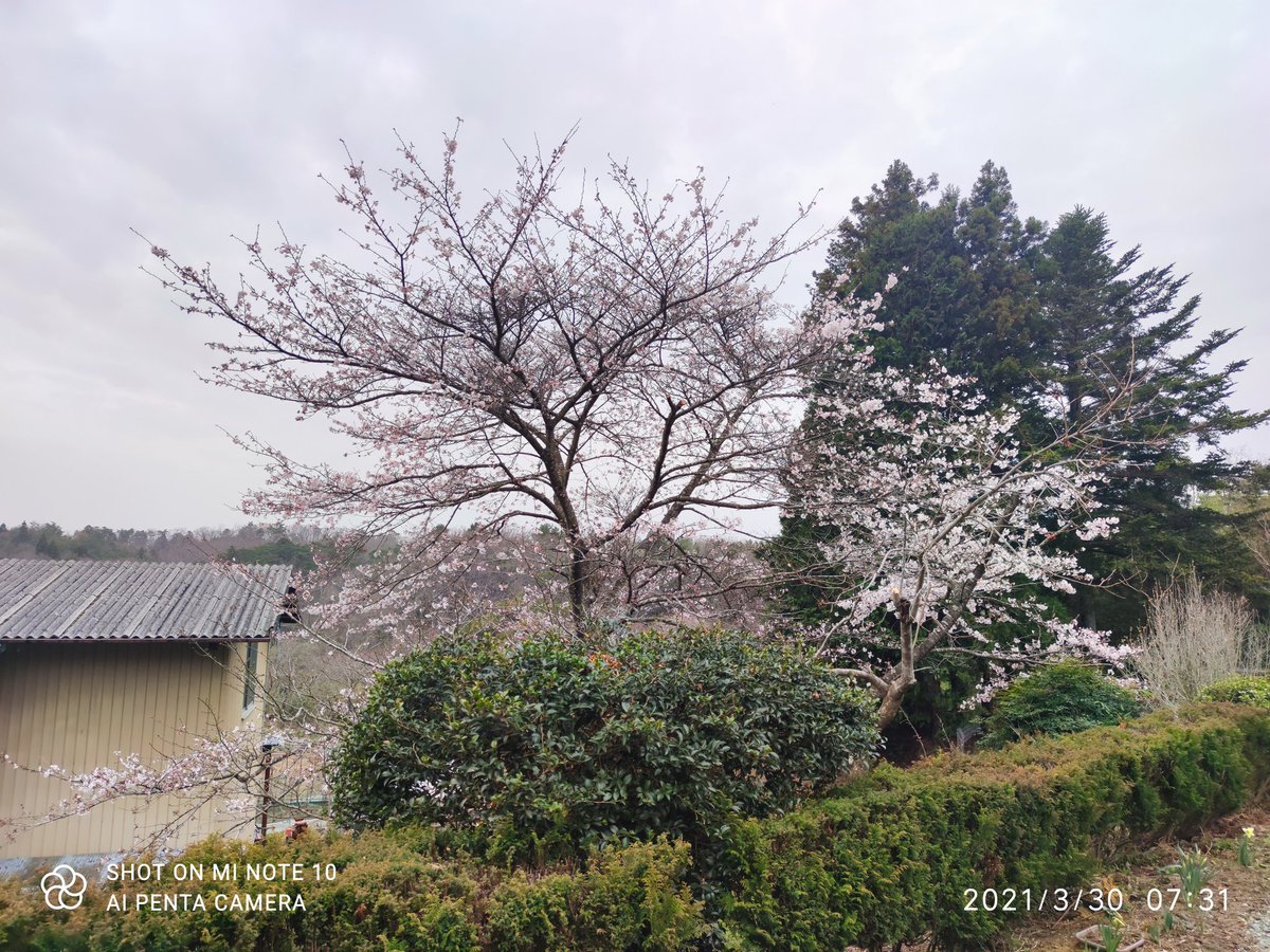 misago_net's tweet photo. 去年(1枚目)と今年の桜の様子。
かなり遅れてる
#xiaomi #miNote10
#婚活中
#相馬せり
#ふくいま
#福テレ
#空ネット
#相馬市 https://t.co/hHwXTqSojN
