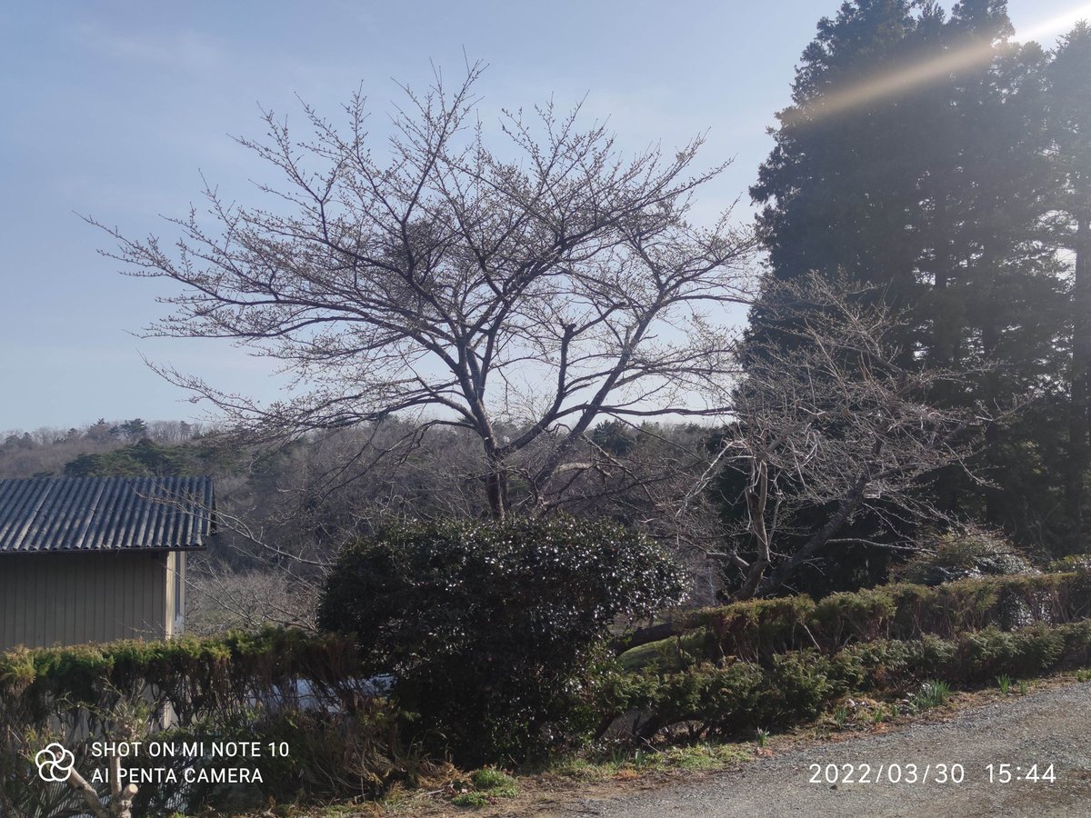 misago_net's tweet photo. 去年(1枚目)と今年の桜の様子。
かなり遅れてる
#xiaomi #miNote10
#婚活中
#相馬せり
#ふくいま
#福テレ
#空ネット
#相馬市 https://t.co/hHwXTqSojN