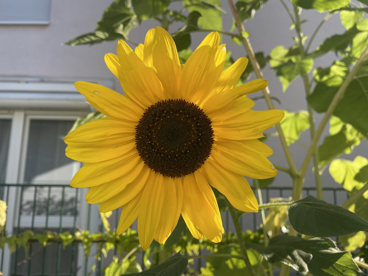 Day 25 of #40DaysForUkraine. 
Sunflowers are the national flower of #Ukraine. Plant sunflowers as a sign of solidarity. And also because sunflowers are lovely. https://t.co/rEuZ4PVicK
