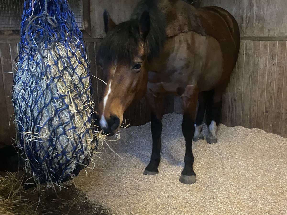 Equitotslanark's tweet photo. Poor Zeta is lame this morning and on box rest. We are hoping it isnโt anything too serious ๐ค #tlcneeded https://t.co/svEi93H1n2