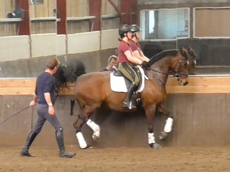 VetGoneEventing's tweet photo. Starting to introduce the piaffe with Flicka in our last session with Adam - more on the spot, lowering of the hind quarter and no moment of suspension. Flicka tried really hard and was starting to get the hang of some good steps π #learningtodance https://t.co/idEzZL5yMh
