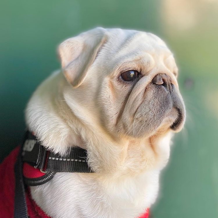 How you doin?🤣🐶🐕

#repost <a href="/dogsthepug/">Dogs the Pug</a>.coandpug.worlds

#rockysuperdog #rockysuperdogadventures #rocky  #dogs #pets  #brown #swag #dogmorning #sunshine #selfie #raibow #2022 #selfie #camerashy #beautiful #ootdmode #swag #cool #sexy