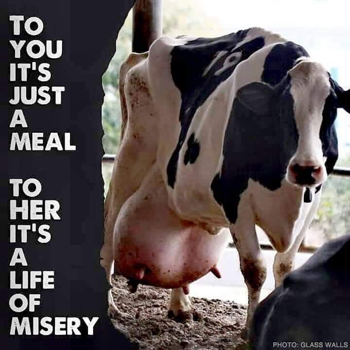 Otepoti9010's tweet photo. I can only imagine the pain that she is in😭
#mothersagainstdairy #feminist #Feminism #vegan #plantmilk #animalrights #animalslavery #AnimalCruelty #AnimalAbuse https://t.co/YBmF1NzwR7