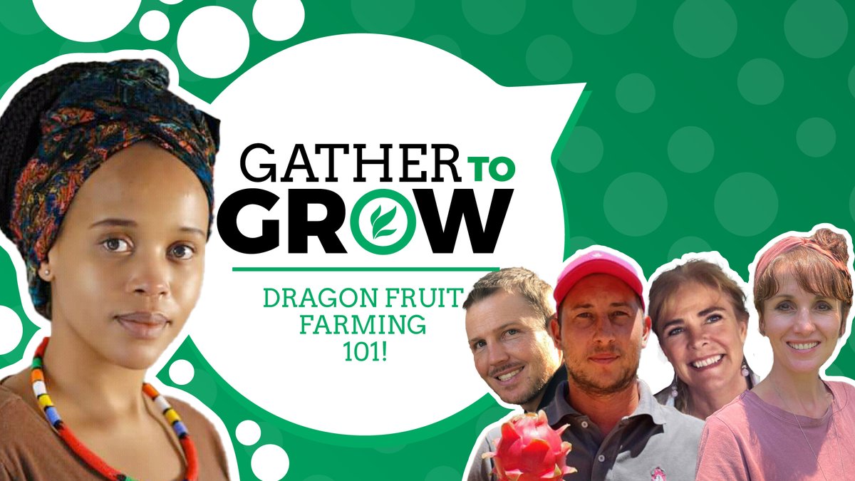 Take a look into Mzansi’s dragon fruit industry on tonight’s #GatherToGrow and decide whether it’s your next farming venture! Experts will share tips and tricks for getting started. Ask your questions tonight at 18:00 CAT!
<a href="/firefruit_/">FireFruit</a>
x.com/i/spaces/1mnxe…