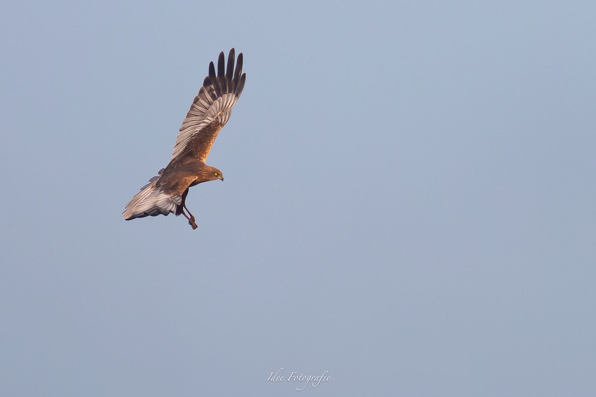 IngridDeelstra's tweet photo. Nestroof 
                
2 buizerds vs kievit
                0  -  1

#natuurfoto #buizerd
@Natuurmonument @VroegeVogels https://t.co/G6KaRq43tf