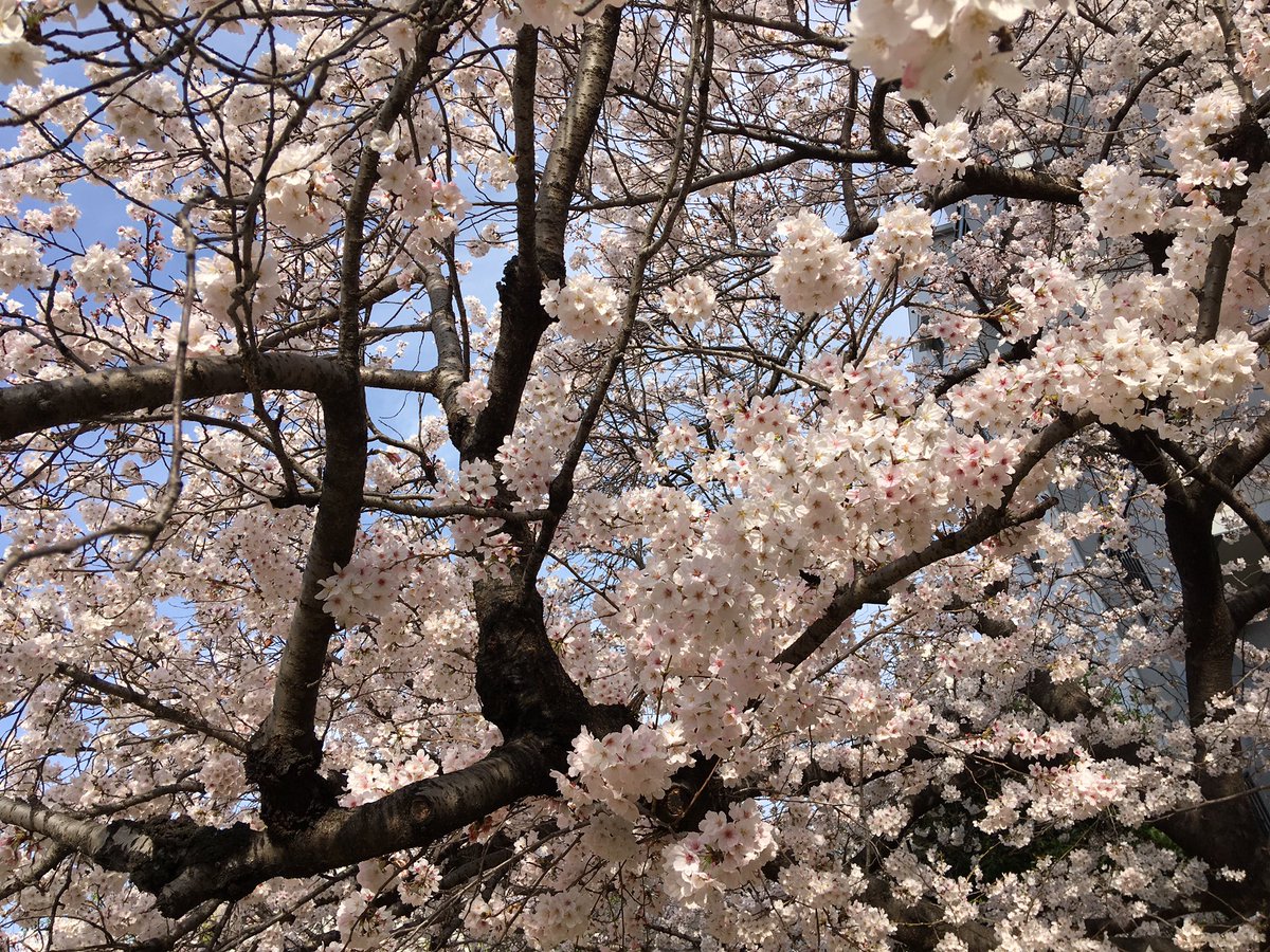 batsunanda's tweet image. フチコマと共に桜の24時間監視任務中！
＃桜
#攻殻機動隊
#少佐
#ネットは広大だ