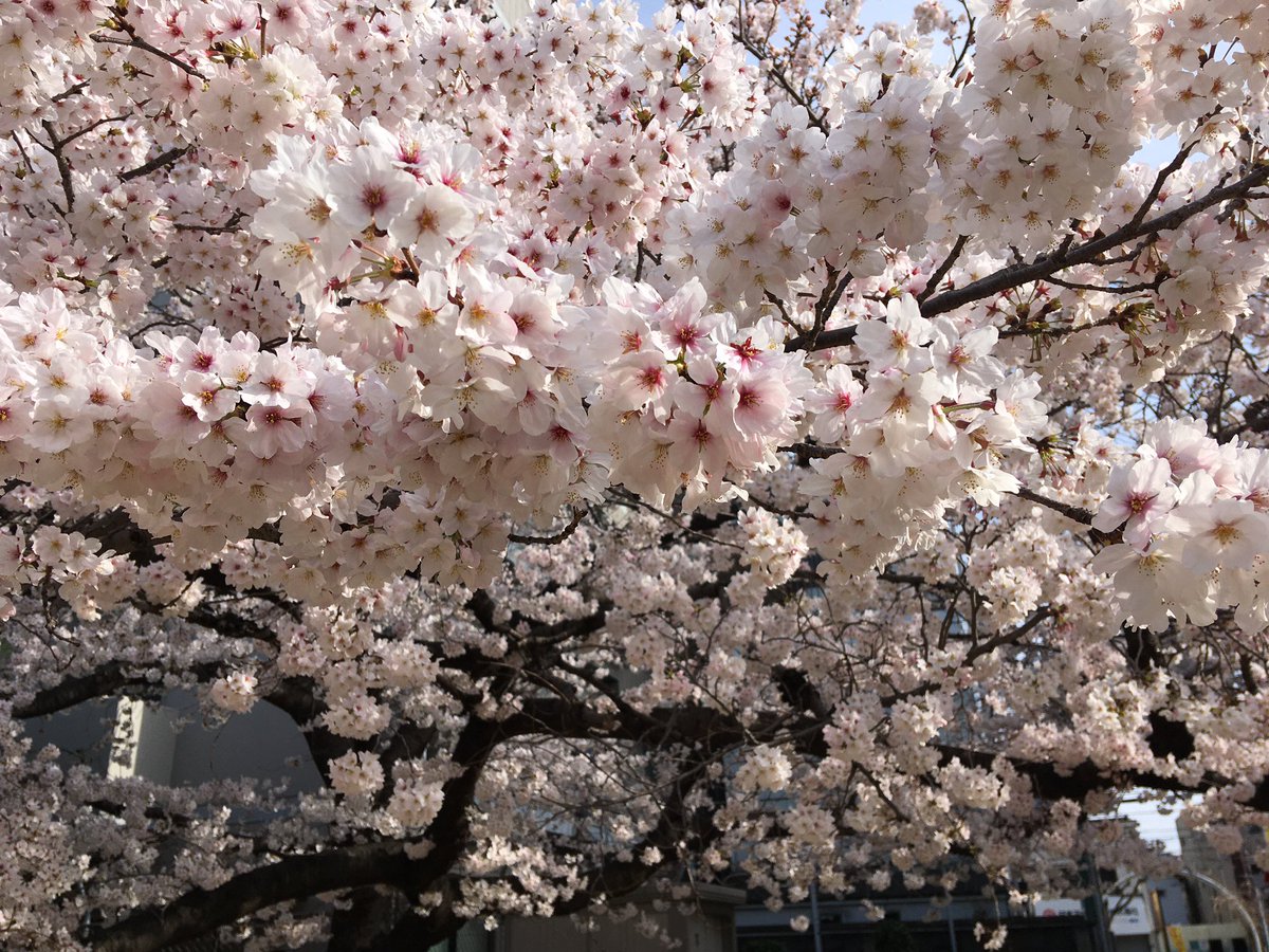 batsunanda's tweet image. フチコマと共に桜の24時間監視任務中！
＃桜
#攻殻機動隊
#少佐
#ネットは広大だ