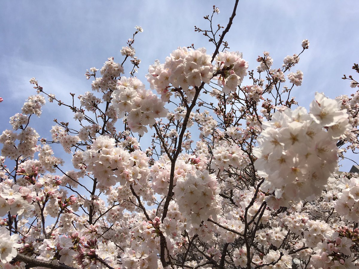 batsunanda's tweet image. フチコマと共に桜の24時間監視任務中！
＃桜
#攻殻機動隊
#少佐
#ネットは広大だ