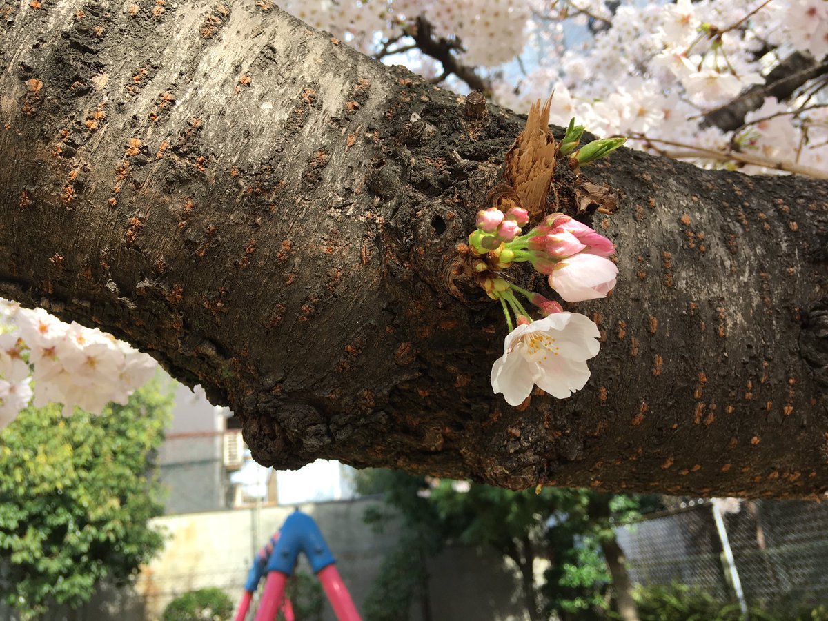 batsunanda's tweet image. フチコマと共に桜の24時間監視任務中！
＃桜
#攻殻機動隊
#少佐
#ネットは広大だ
