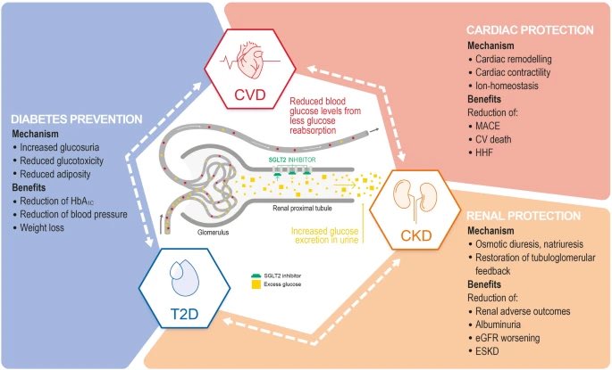 SeguraCardio's tweet photo. 📌Defining the Role of #SGLT2 Inhibitors in Primary Care: Time to Think Differently
#CardioEd #CardioTwitter https://t.co/iuwoKYDd6v