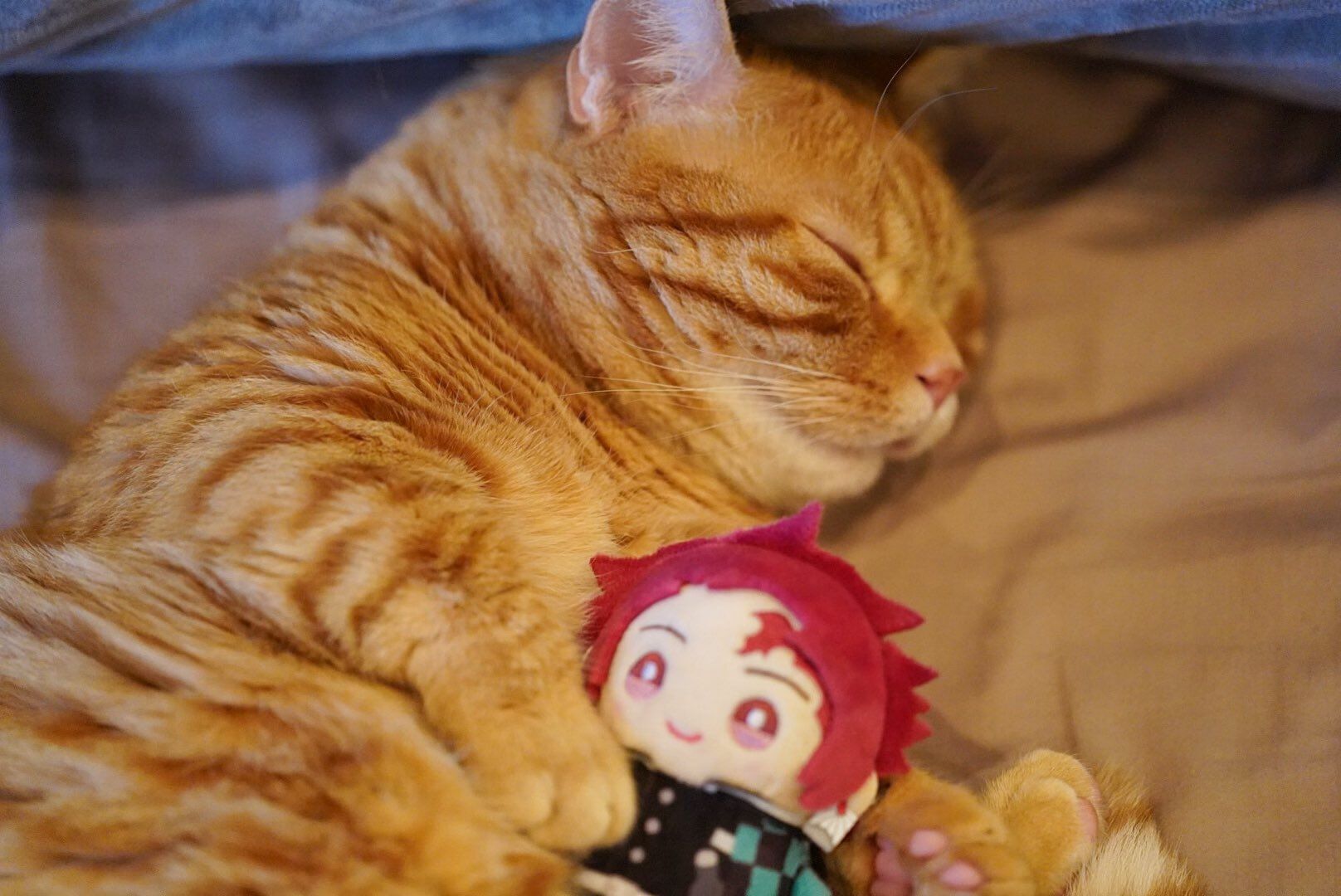 Anime Corner Did You Know Natsuki Hanae S Cat Konpei Will Debut As A Voice Actor In The Upcoming Anime Love All Play T Co 8tzlh44dav Twitter Anime Corner Did You Know Natsuki Hanae S Cat Konpei Will Debut As A Voice Actor In The Upcoming Anime Love All Play T Co 8tzlh44dav Twitter