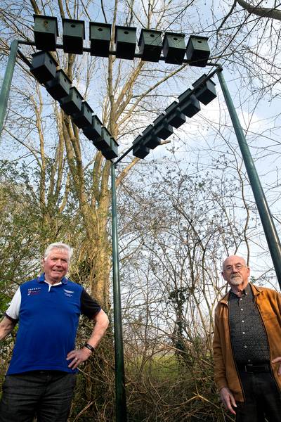 Spreeuwenhotel helpt bedreigde vogel én grasmat ’t Peeske in Beek gelderlander.nl/achterhoek/spr…