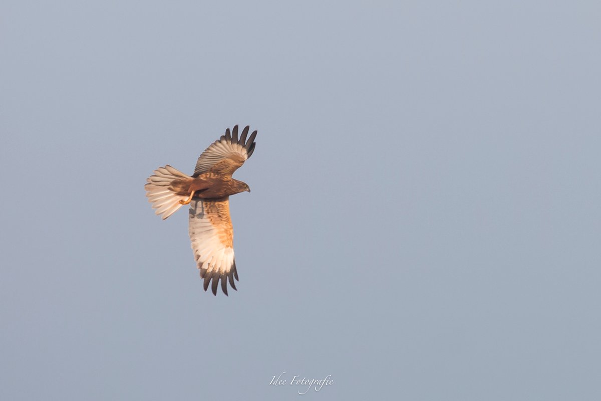 IngridDeelstra's tweet photo. Nestroof 
                
2 buizerds vs kievit
                0  -  1

#natuurfoto #buizerd
@Natuurmonument @VroegeVogels https://t.co/G6KaRq43tf