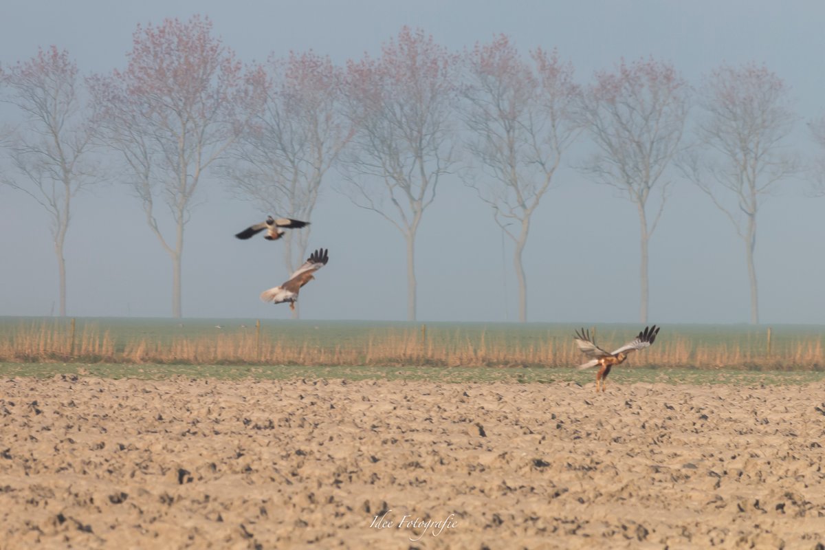 IngridDeelstra's tweet photo. Nestroof 
                
2 buizerds vs kievit
                0  -  1

#natuurfoto #buizerd
@Natuurmonument @VroegeVogels https://t.co/G6KaRq43tf