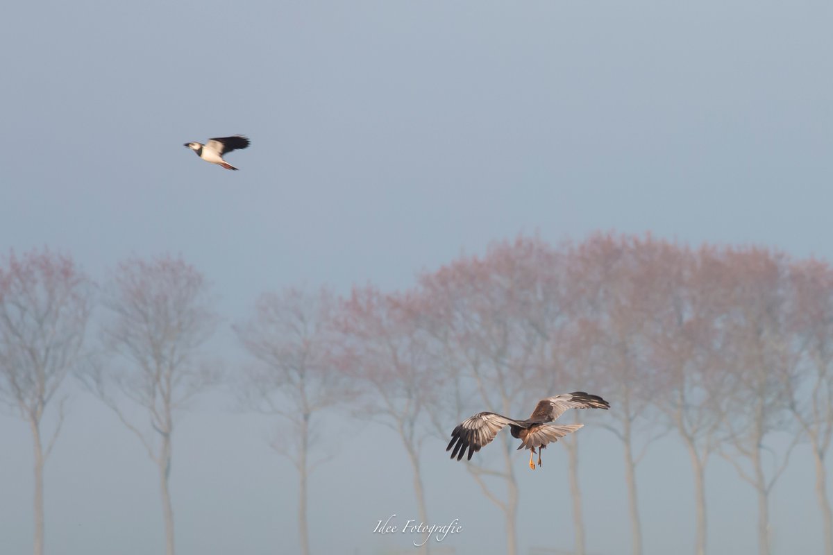 IngridDeelstra's tweet photo. Nestroof 
                
2 buizerds vs kievit
                0  -  1

#natuurfoto #buizerd
@Natuurmonument @VroegeVogels https://t.co/G6KaRq43tf