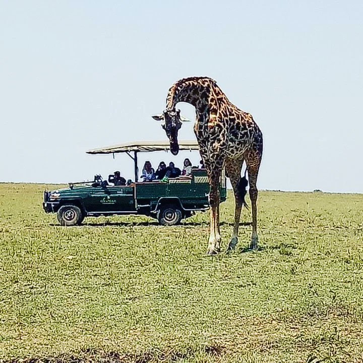 Enkishontours's tweet photo. Double Occupancy is Kshs 62,400.00
●Triple Occupancy is Kshs 70,100.00
INCLUSIONS
■Full board accommodation, breakfast, lunch and dinner and scheduled game drives
■Scheduled activities, transfers to/from our designated airstrip and statutory taxes VAT.
#Tembeakenya https://t.co/Y6pBKw0KVP