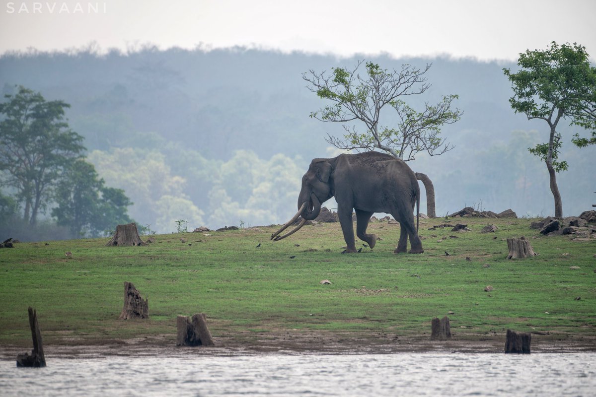 Puttaradhya's tweet photo. A beautiful elephant from the land of Kabini #nature #wildlife #elephant #photography #wild #karnataka #beautiful https://t.co/XyGiHRTV23