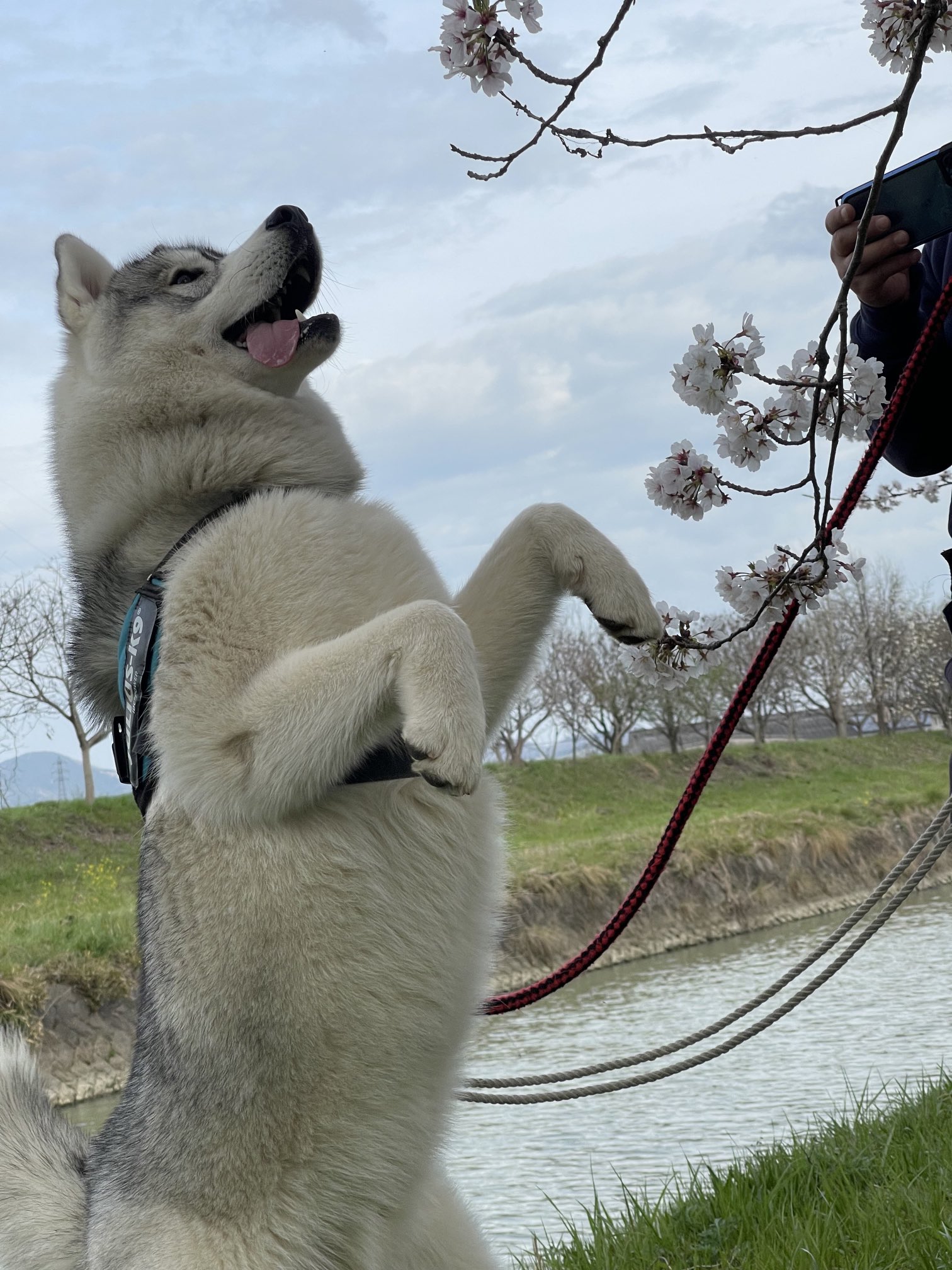 ハスキー犬 Twitter Search Twitter