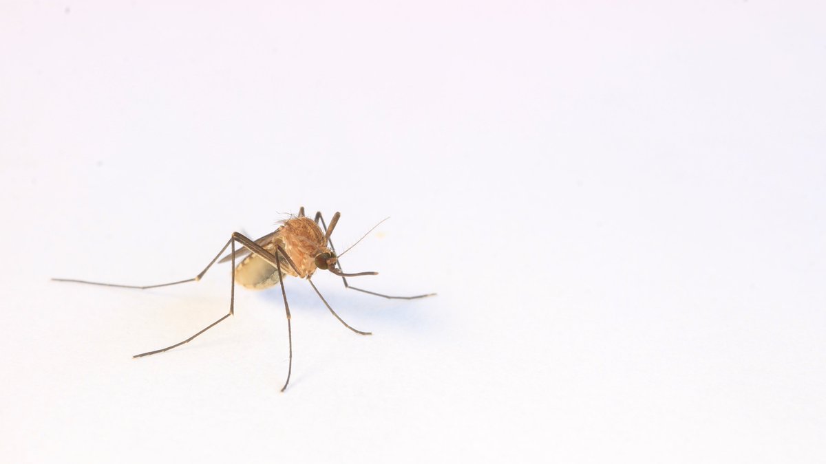 Mozziebites's tweet photo. Latest update (28 March 2022) on Japanese encephalitis virus in Australia from @healthgovau; 33 human cases and 3 deaths. Don't be complacent during the cooler weather, mosquitoes are still active that can spread the virus so please avoid bites https://t.co/PkvGBrQ1sM #jev https://t.co/AAxiklLXfe