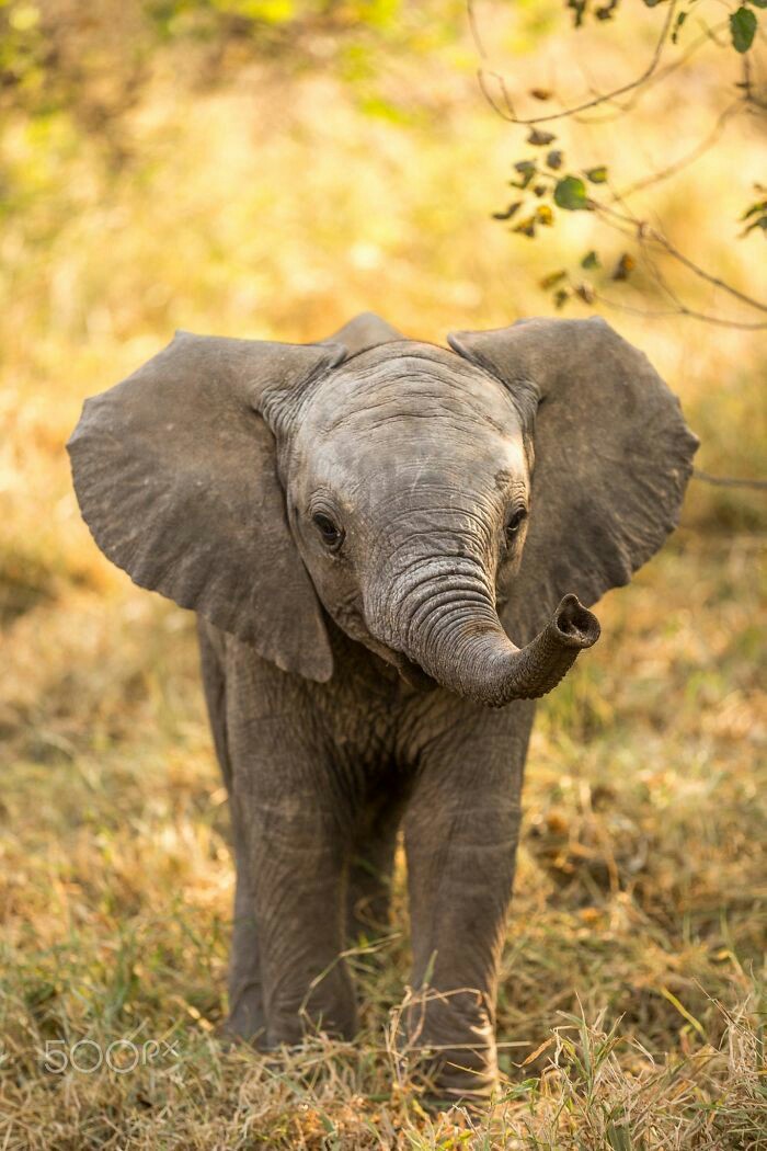 .｡*♡🌿🌸🌾💛🐘💛🌾🌸🌿♡*｡.
#NaturePhotography #elephant #wildlifephotography #nature