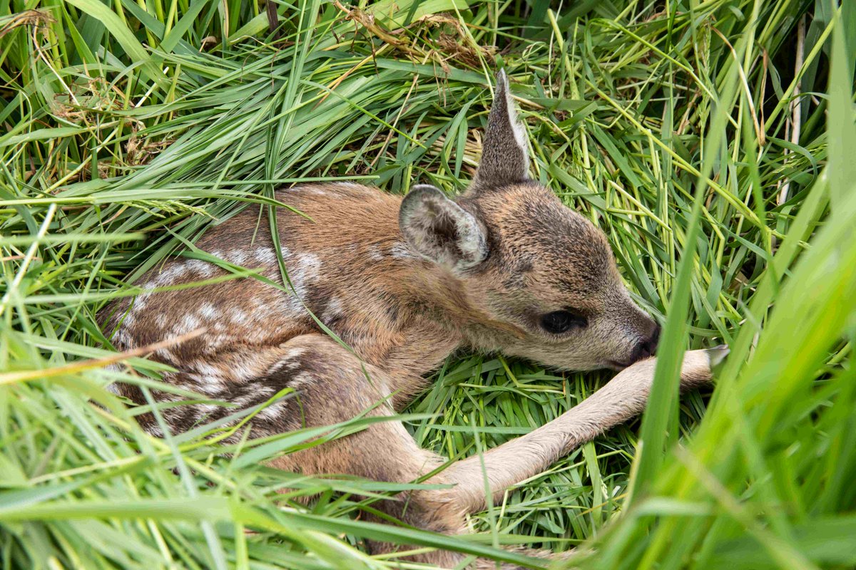 In den nächsten Tagen und Wochen erblicken viele Jungtiere das Licht der Welt. Wir geben Tipps, worauf Hundebesitzer achten sollten und wie Naturbesucher besonders rücksichtsvoll mit dem Tiernachwuchs umgehen können: bit.ly/370j2CI