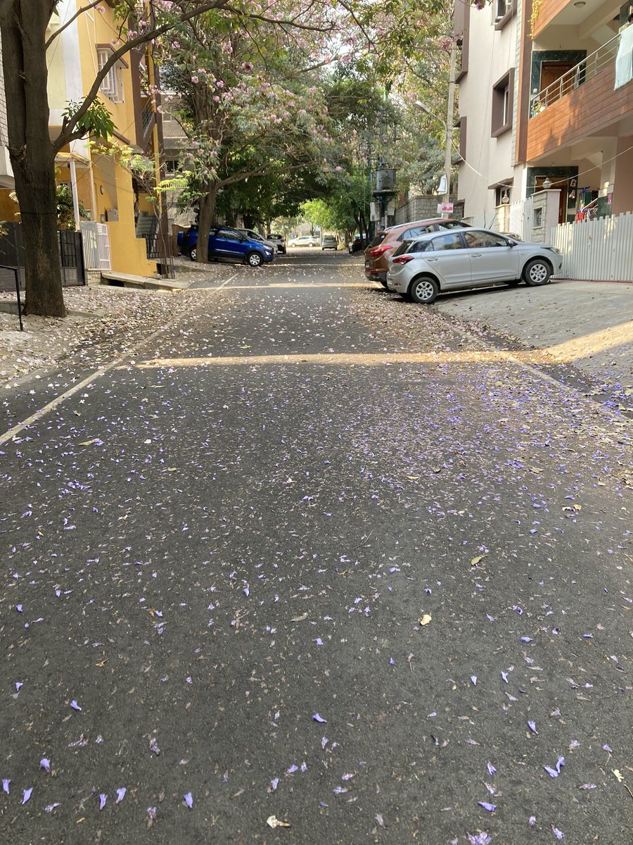 Bloomy bangalore 🌸