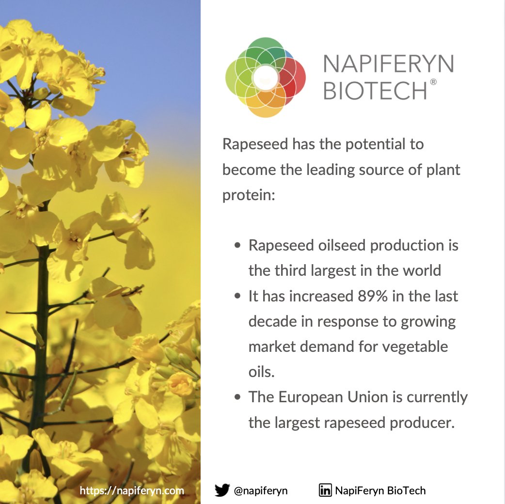 napiferyn's tweet photo. Ever wonder how plant-based proteins can benefit both you and the planet?
Read more here: https://t.co/6Bnh5RdY5h…
#H2020 #sustainablefood #foodindustrynews #rapeseed #biotech #ALSEOS https://t.co/hZxASgmZDQ