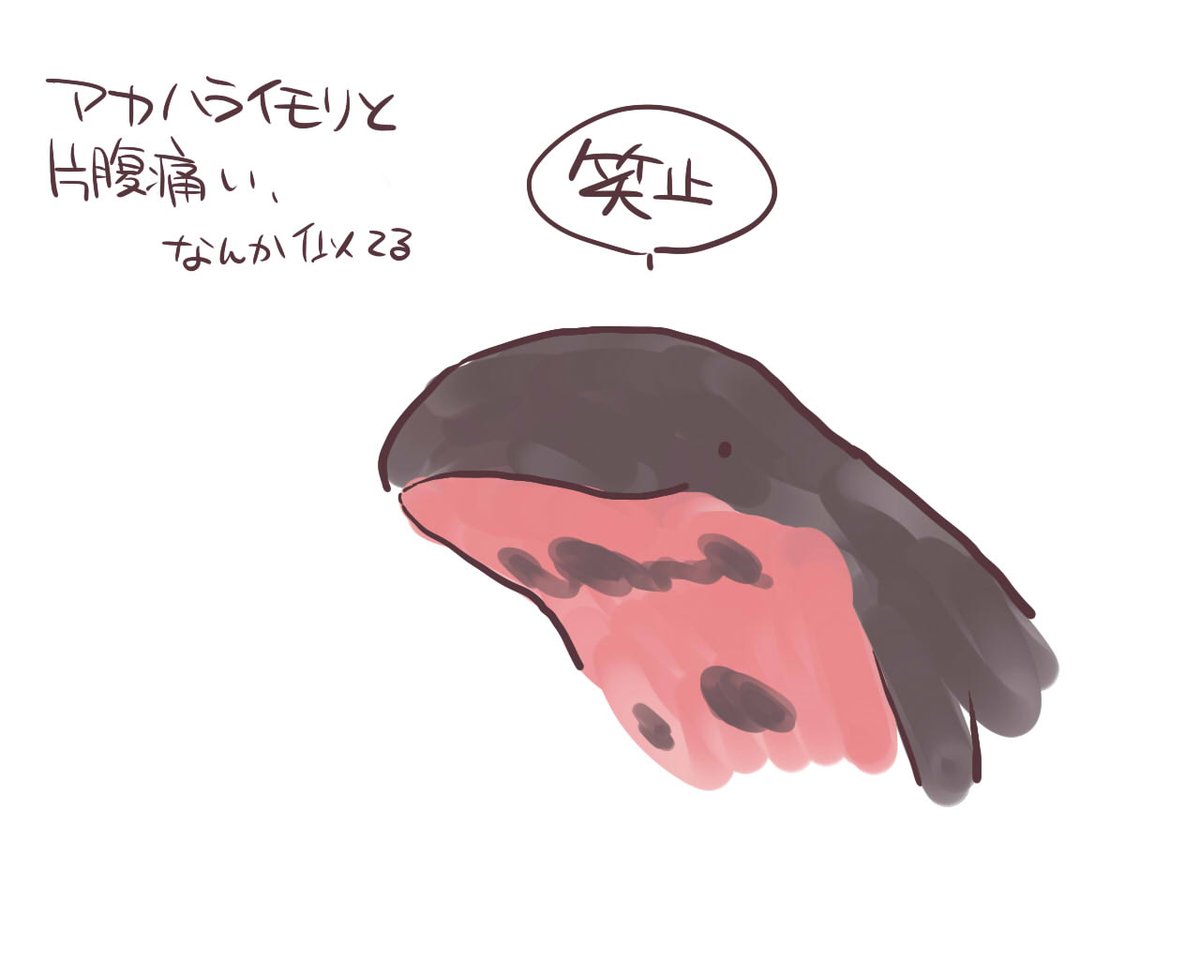 アカハライモリ(再掲) 
