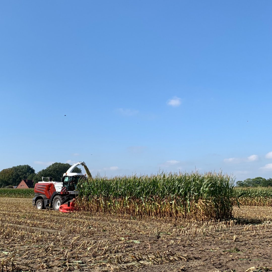 RostselmashD's tweet photo. Maisernte - Stück für Stück. 🌽 Bis zur Maisernte ist noch ein bisschen hin, aber weil’s so eine schöne Erntezeit ist, hier ein Rückblick auf den letzten September bei Halle (Westfalen). 🙂
#maisernte #rsm #agrartechnik #rostselmash #landwirtschaft https://t.co/lUVfagfPw0
