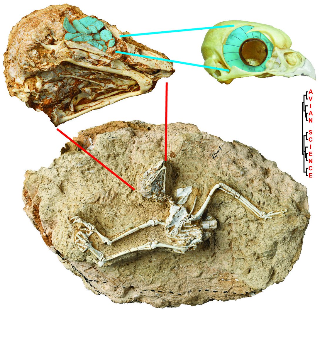avianscience's tweet photo. 6 million year old #extinct daytime active #Fossil #Owl found in #China and named Miosurnia diurna. Spectacular fossil #bird skeleton preserves eye bones, tongue bones, last meal, and much more. We published in @PNASNews https://t.co/oUBjr72yQ8 https://t.co/qHqMZNKSTT