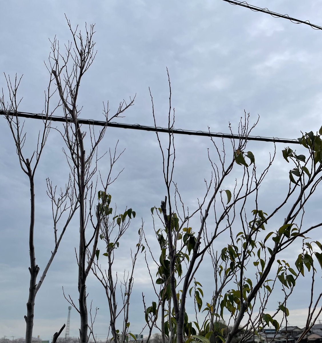 precious0813's tweet photo. シンボルツリーに《ハイノキ》植えてるけど、一昨年の暑すぎる夏以降調子がわるい。。なんか植え替えしたいけど何がいいかな。↓常緑樹なのにすかすか https://t.co/J0cbkPrTqj