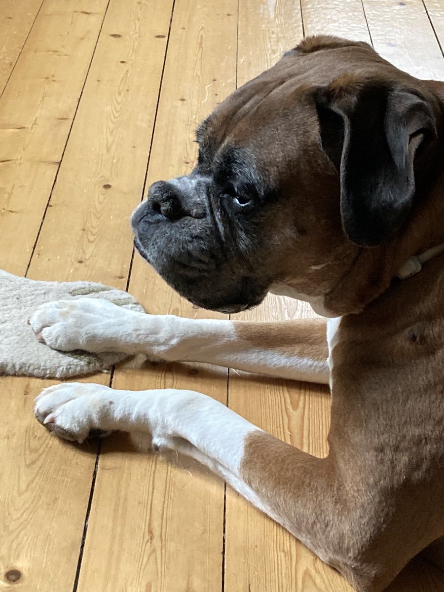 BustersBits's tweet image. Buster aka Max’s Mister Master Junior is Ten years old today! (He refused to look at the camera! 🙄)
@BoxerDogUnion @Dogsoftwiter
