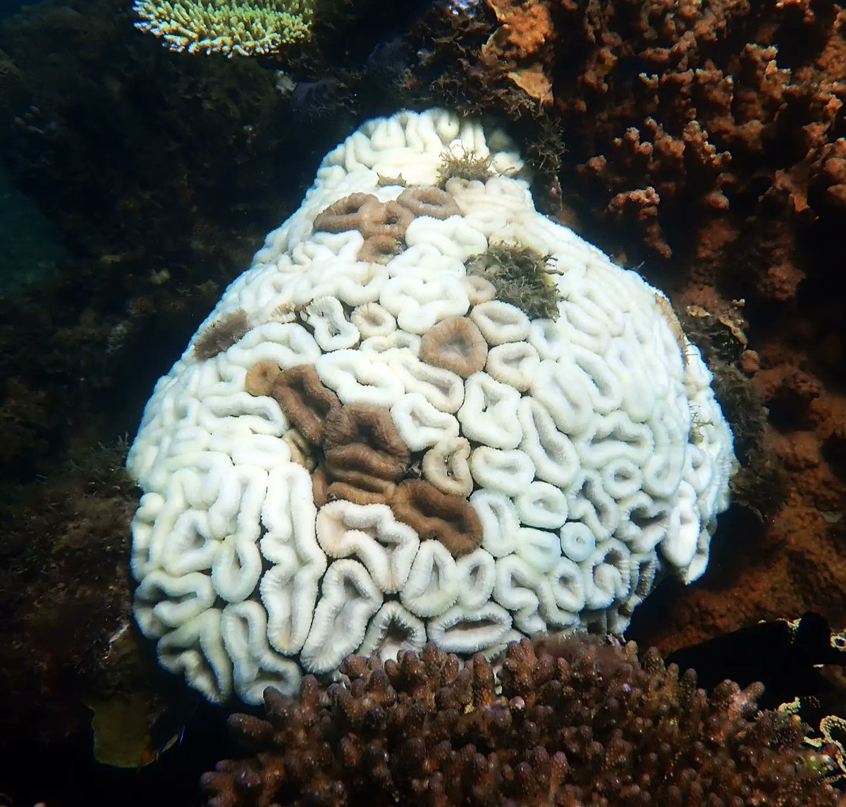 Coral Sea Foundation tweet media