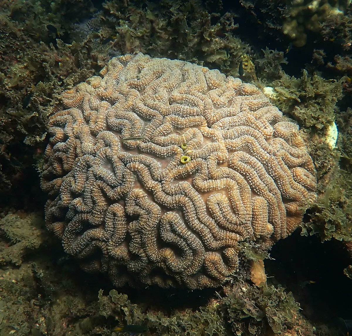 Coral Sea Foundation tweet media