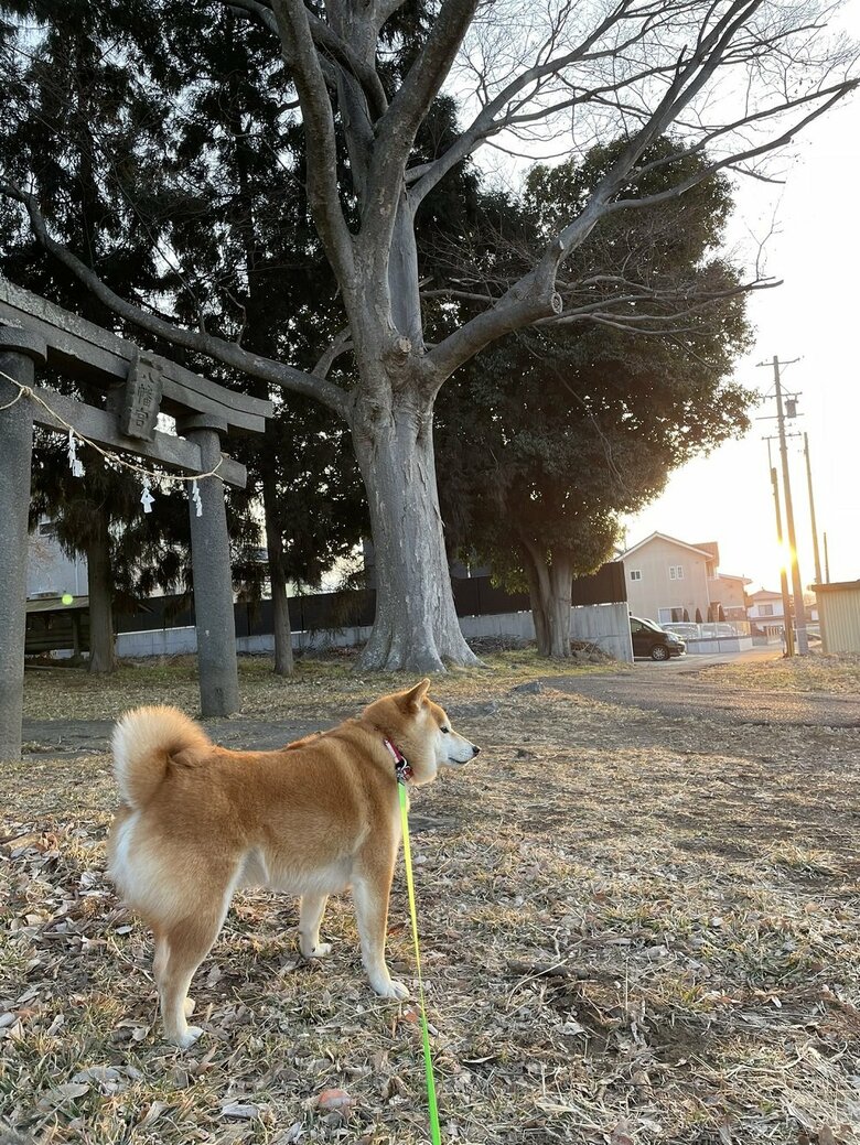 高齢母がリードを持つとゆっくり 飼い主の時と 散歩の態度 が違う柴犬が 優しさのかたまり Twitter