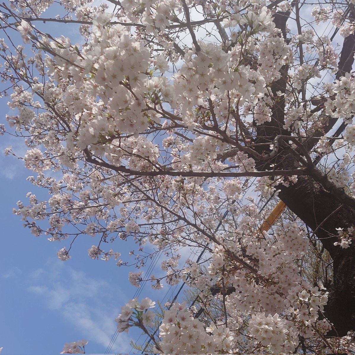 hqx_3's tweet photo. 今日もバンタンの健康と、ステージの成功を願ってきた！桜も7分咲きくらい！！

ホビもグラミー参加できるとのことで、ほっと一息。あとはグーちゃん🐰🙏
#GetWellSoonJunkook
#FlowersforBTS https://t.co/QpxLu6rTmi