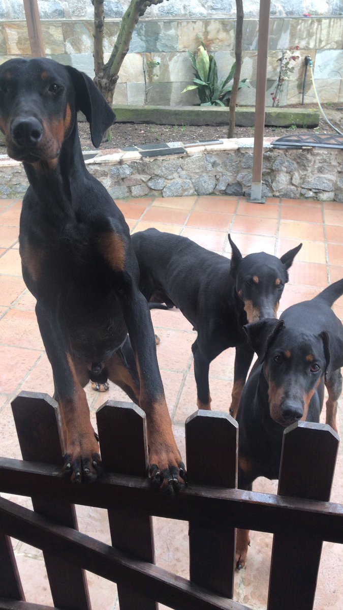 andreagongrac's tweet photo. Definitivamente el amor de mi vida son mis perretes💚 es ver una foto o video suyo y me animo #perros #doberman #FAMILIA #borderline #TLP #TLP_Lover https://t.co/VSsKcN03qk