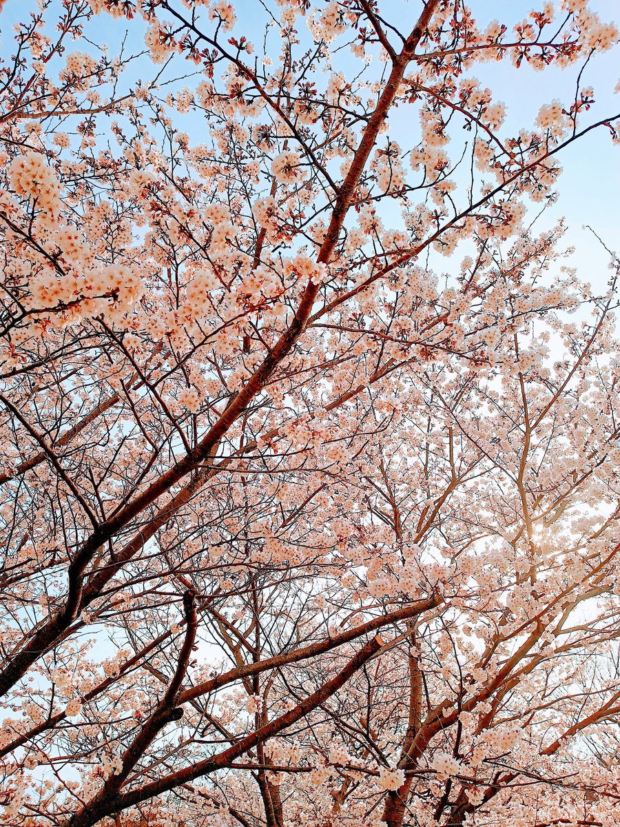 今年も🌸🌸🌸 