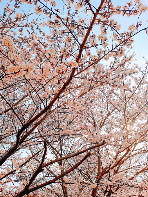 今年も🌸🌸🌸 