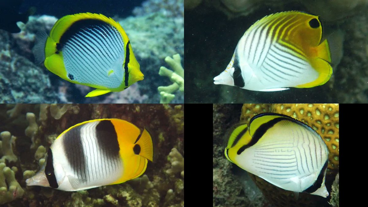 coralseafound's tweet photo. The biodiversity of the inshore #GreatBarrierReef still inspires. 14 species of Butterflyfish seen in 1hr at Geoffrey Bay, Magnetic Island today!
#reefalive 
#ClimateAction #tooprecioustolose
https://t.co/9DapDWKXFj https://t.co/JTtF8zdmwq